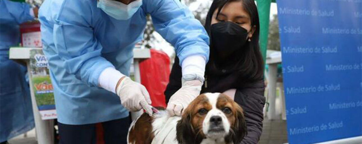 Vacunación canina